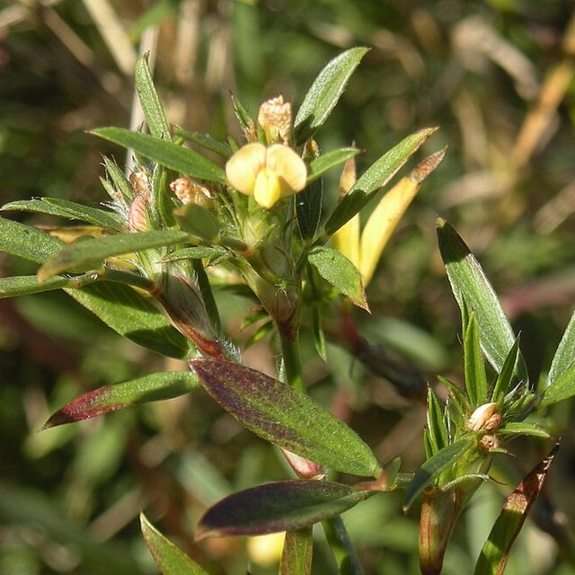 Stylo Seed