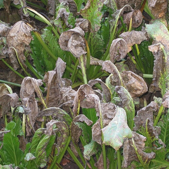 Fodder Beet Seed