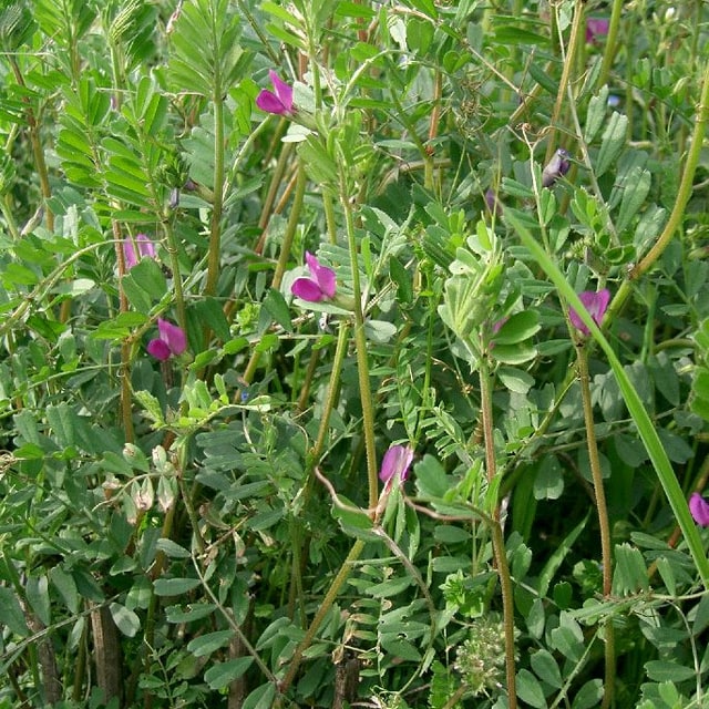 Vetch Seed