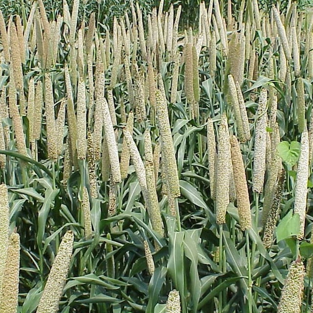 Fodder Pearl Millet Seed