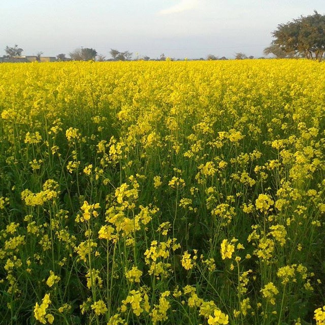 Fodder Mustard Seed