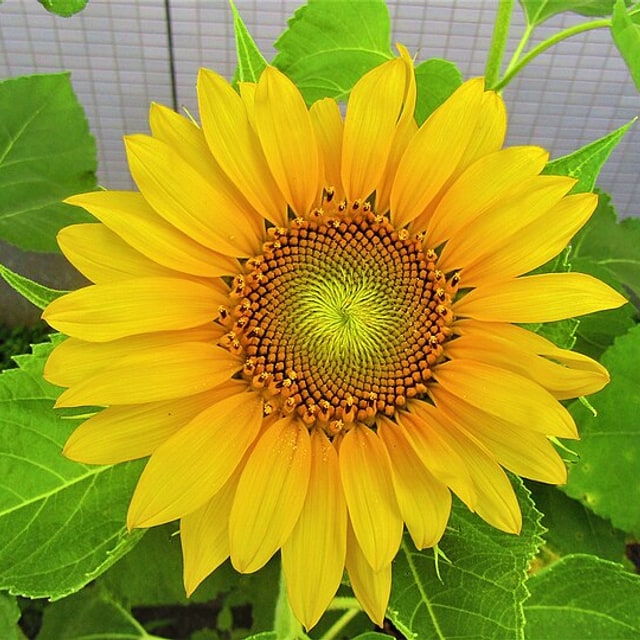 Fodder Sunflower Seed