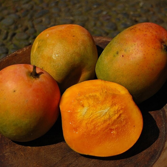 Mango Seed for planting