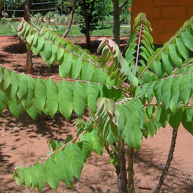 Amla Seed