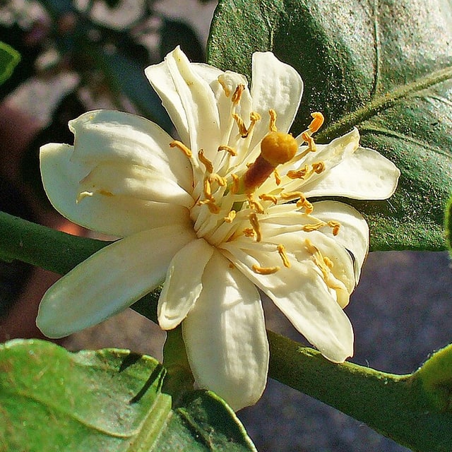 Lemon Seed