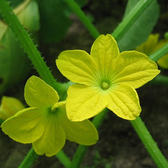 Muskmelon Seed for planting