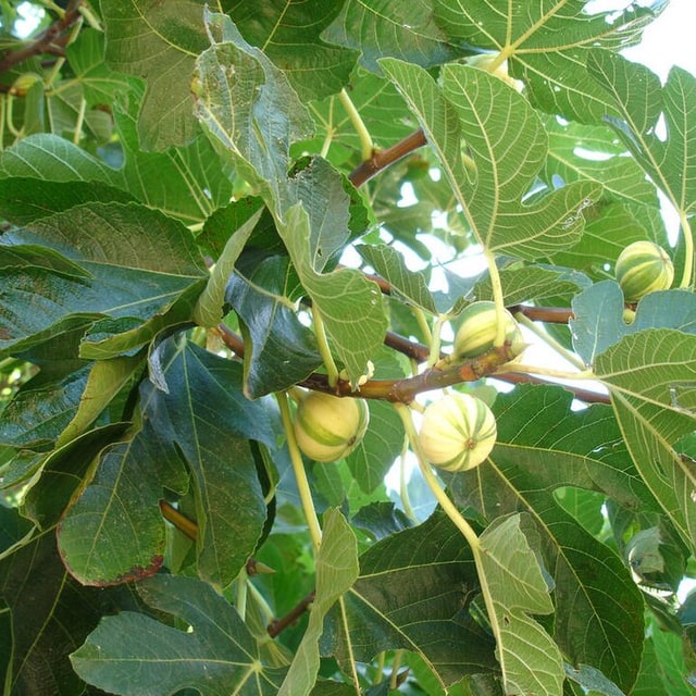 Fig Seed