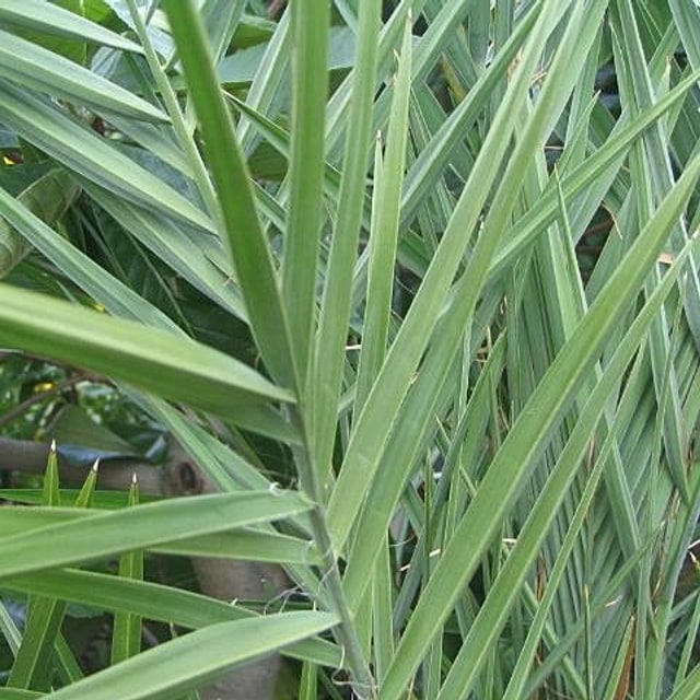 Date Palm Seed
