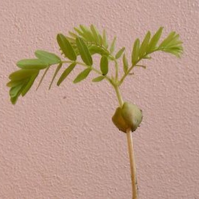 Tamarind Seed for planting