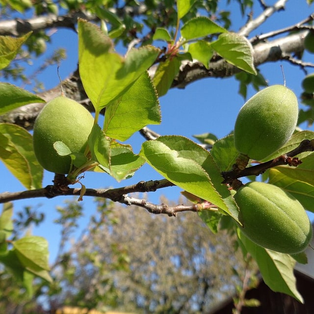 Apricot Seed for planting