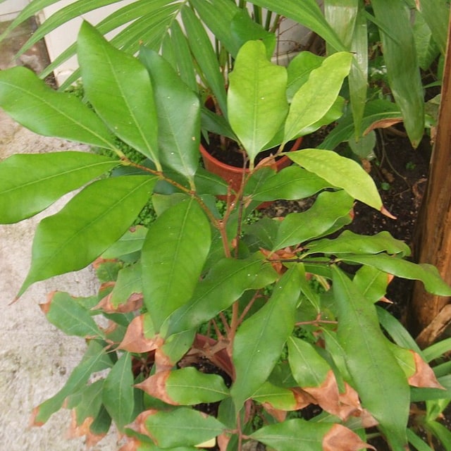 Litchi Seed