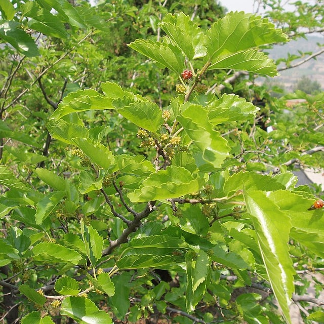 Mulberry Seed
