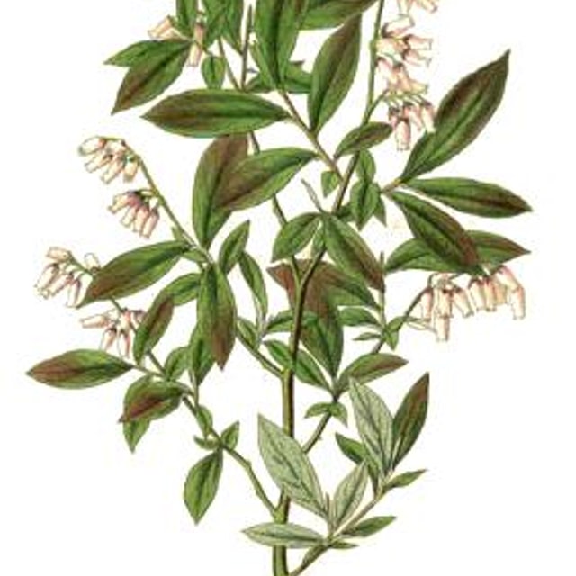 Blueberry Seed