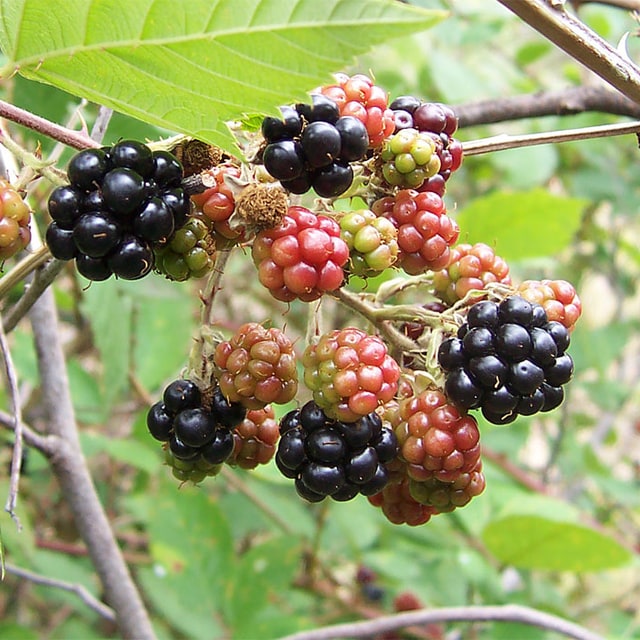 Blackberry Seed