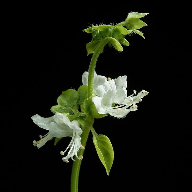 Tulsi/Basil Seed