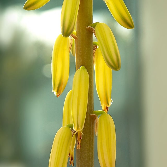Aloe Vera Seed