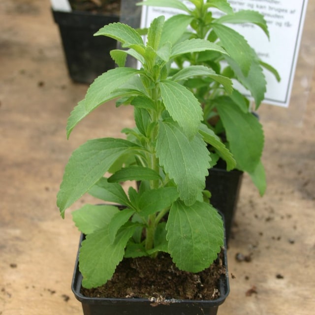 Stevia Seed