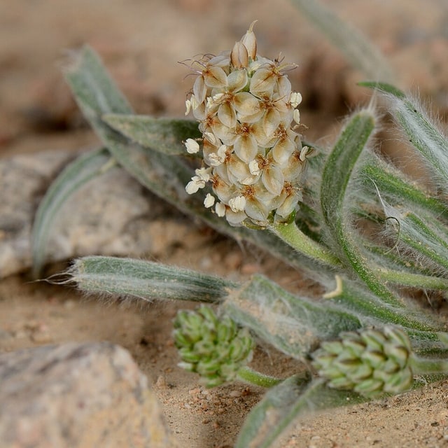 Isabgol Seed
