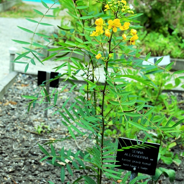 Senna Seed