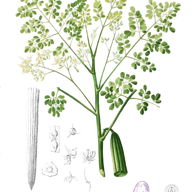 Moringa Seed
