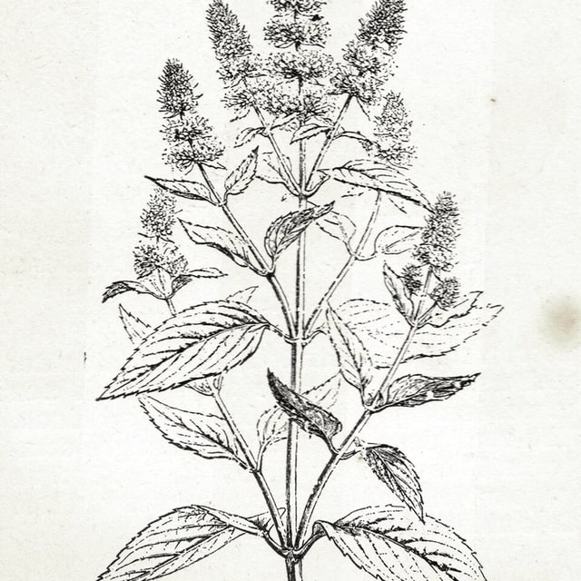 Mint Seed for planting
