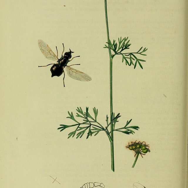 Coriander Seed for planting