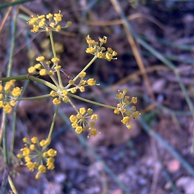 Fennel Seed for planting