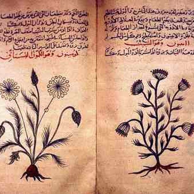 Cumin Seed for planting