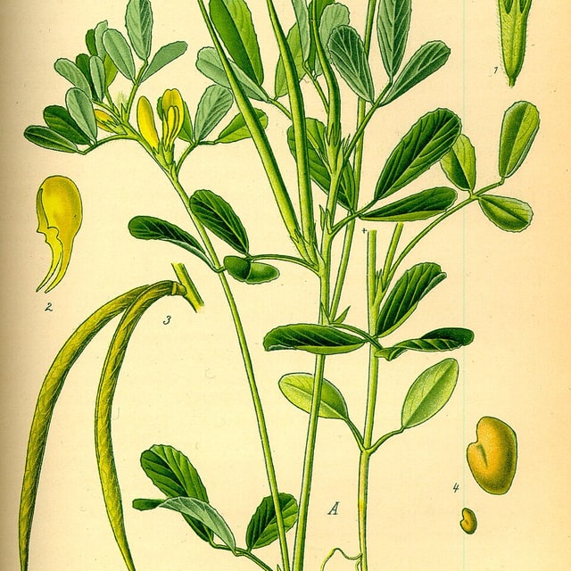 Fenugreek Seed for planting