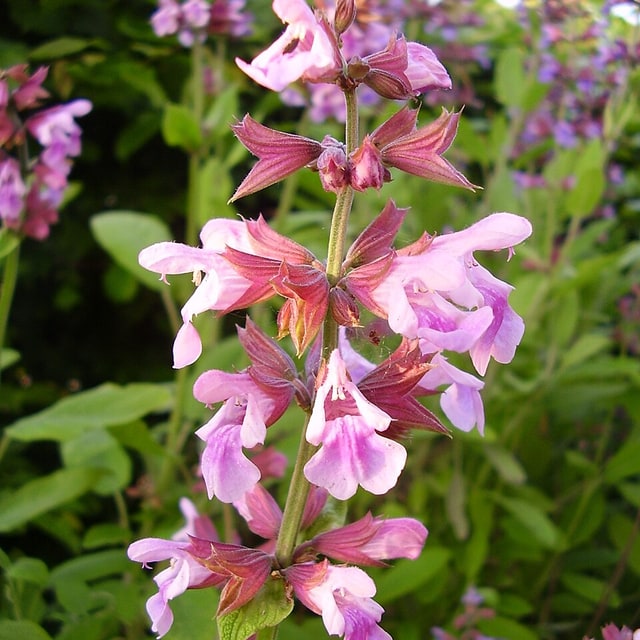 Sage Seed
