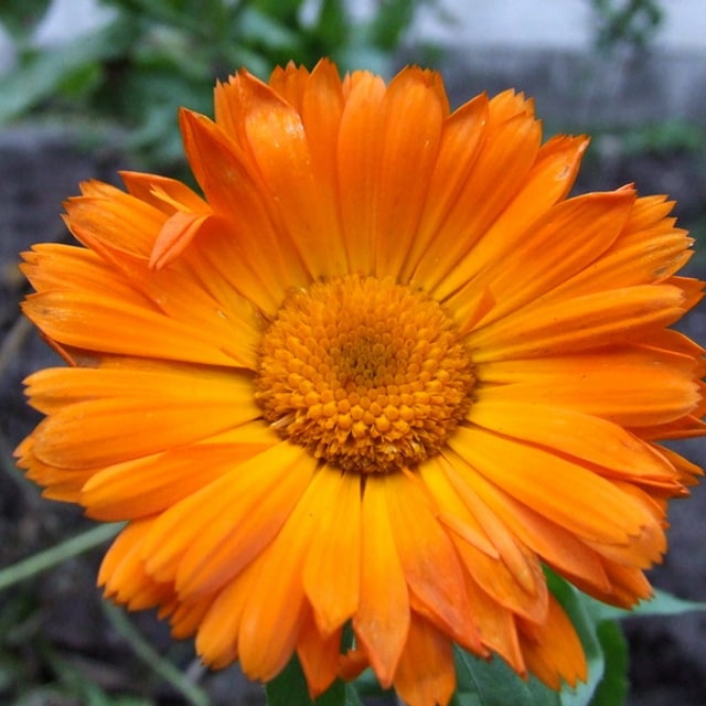 Calendula Medicinal Seed