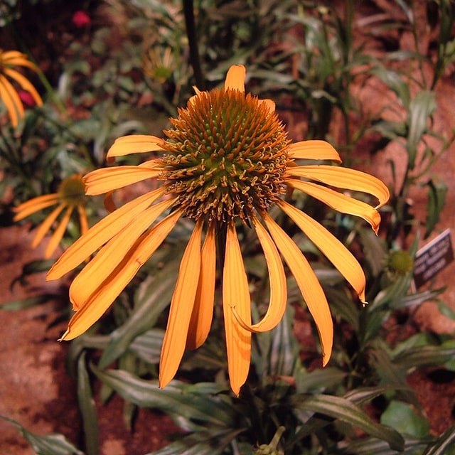 Echinacea Seed