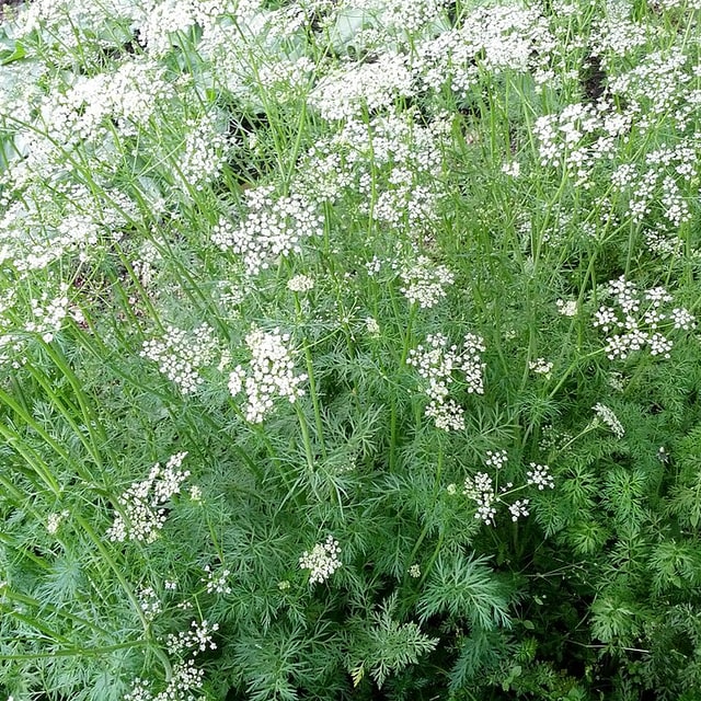 Cumin Seed for sowing