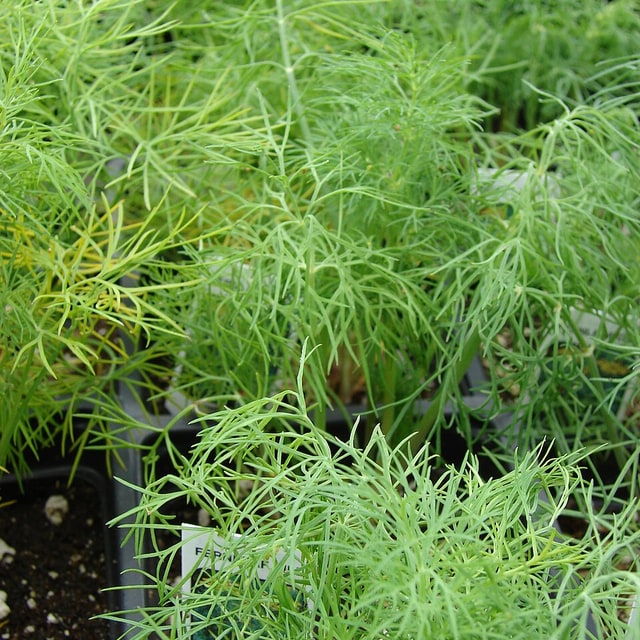 Dill Seed for sowing