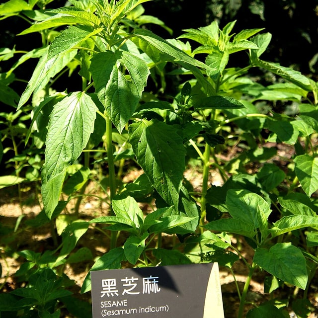 Sesame Seed for sowing