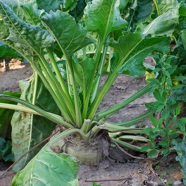 Sugar Beet Seed