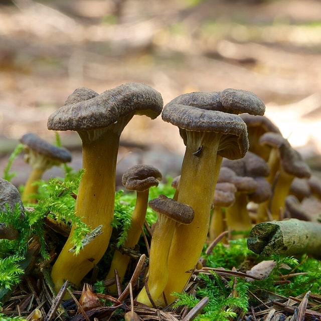 Mushroom Spores for cultivation