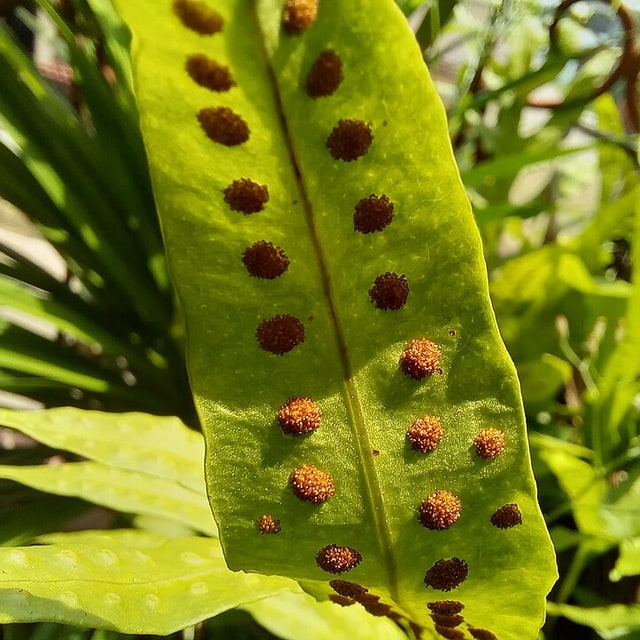 Fern Spores for propagation