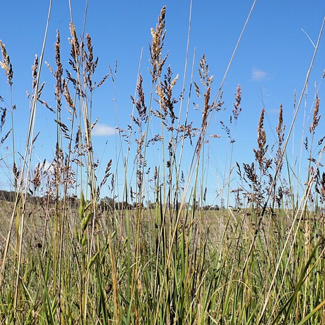Lawn Grass Seed