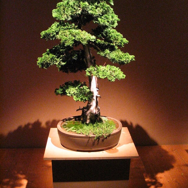 Tree Seed for nursery