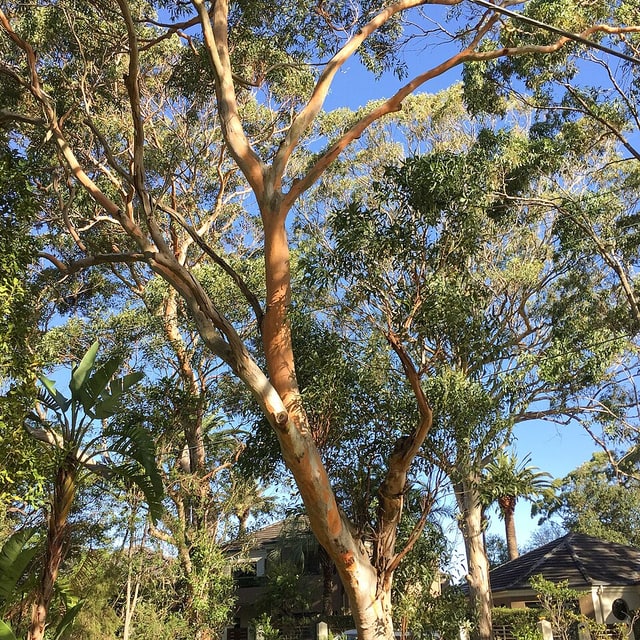 Eucalyptus Seed