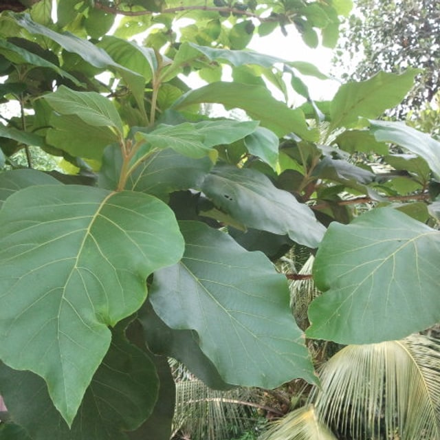 Teak Seed