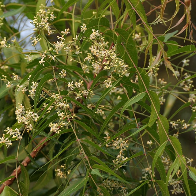 Neem Seed