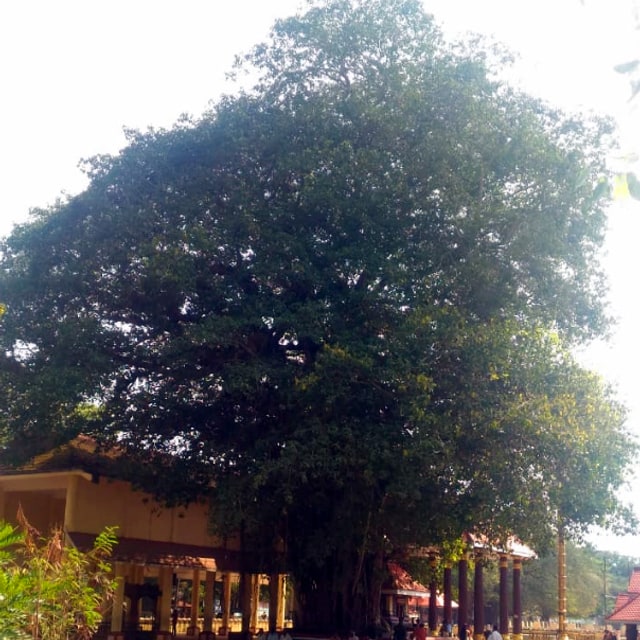 Banyan Seed