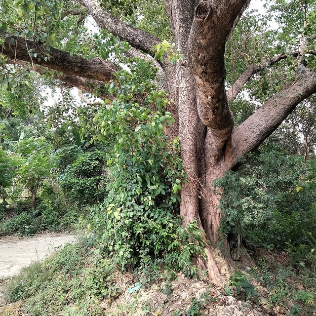 Peepal Seed