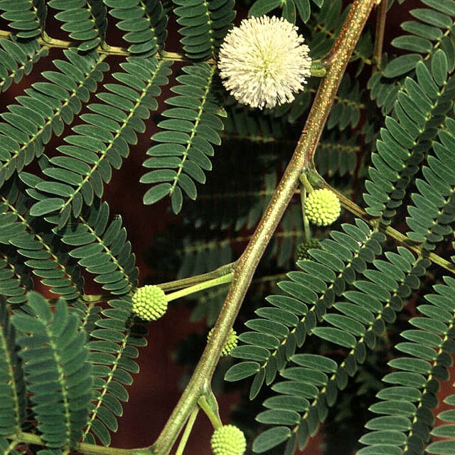 Subabul Seed for planting