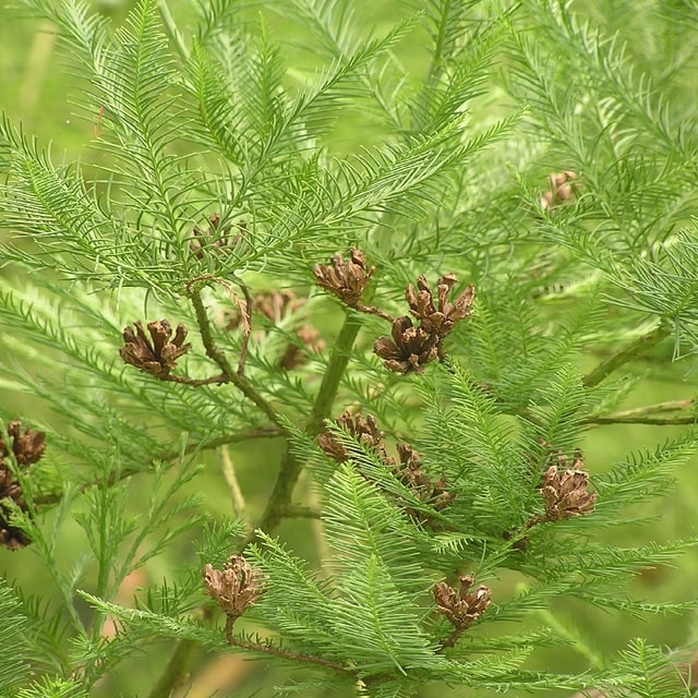Cypress Seed