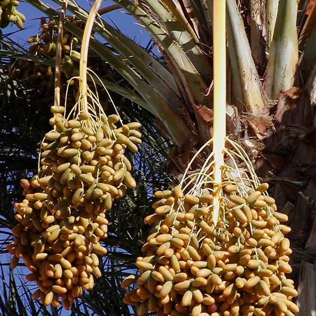 Palm Seed