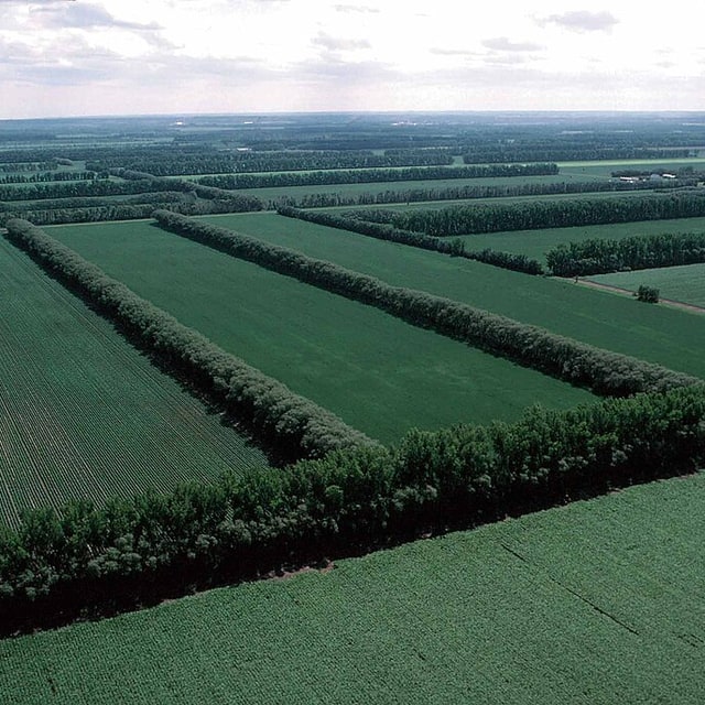 Hedge Plant Seed