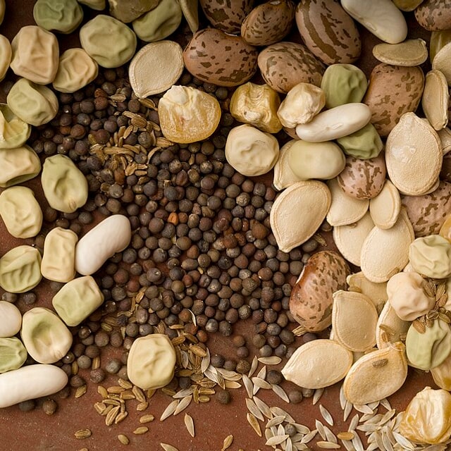 Hybrid Seed Mix for sowing